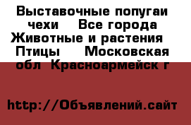 Выставочные попугаи чехи  - Все города Животные и растения » Птицы   . Московская обл.,Красноармейск г.